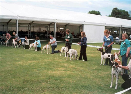 167B GUNDOGS IN THE RING